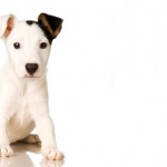 Astrologia Animal