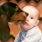 Cachorro Esperto
