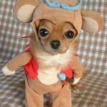 Meu dono é idiota?.. 17