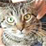 Os sintomas da doença em gatos