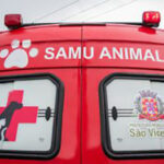 Experimentos odontológicos usando cães é proibido pela justiça do Paraná.